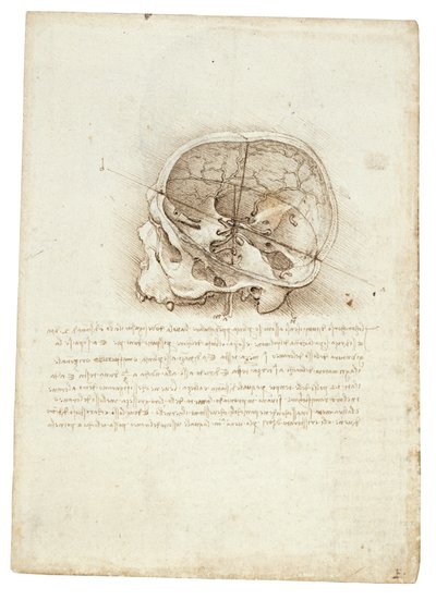 Anatomic painting of Leonardo Da Vinci - Skull by Leonardo da Vinci